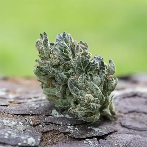 Cherry Dosidos 7.5g