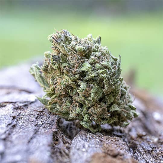 Gelonade 7.5g